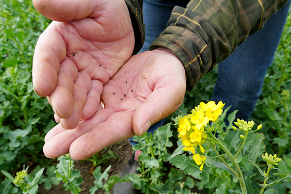 Ola odlar Exavance i all sin raps - Crop Science Sverige